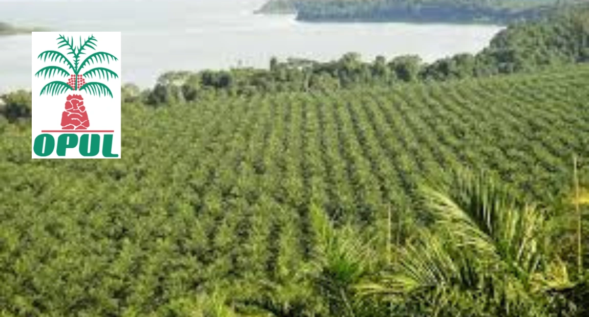 Oil Palm Uganda Limited (OPUL) Recruitment May | How to Apply